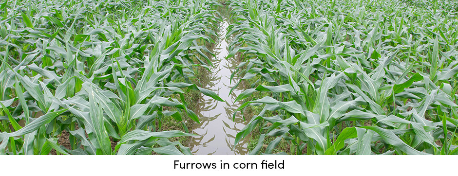 Furrows in Corn Field