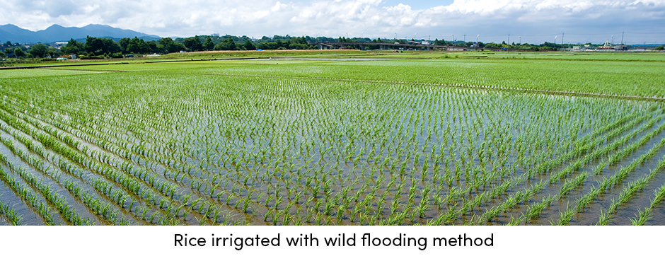 Rice Irrigation