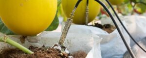 Clogging problems of drip irrigation system