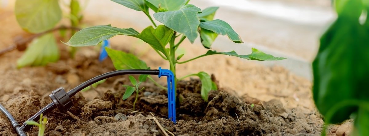 Drip Irrigation: Full Guide │ Function │ Parts - AGRIVI