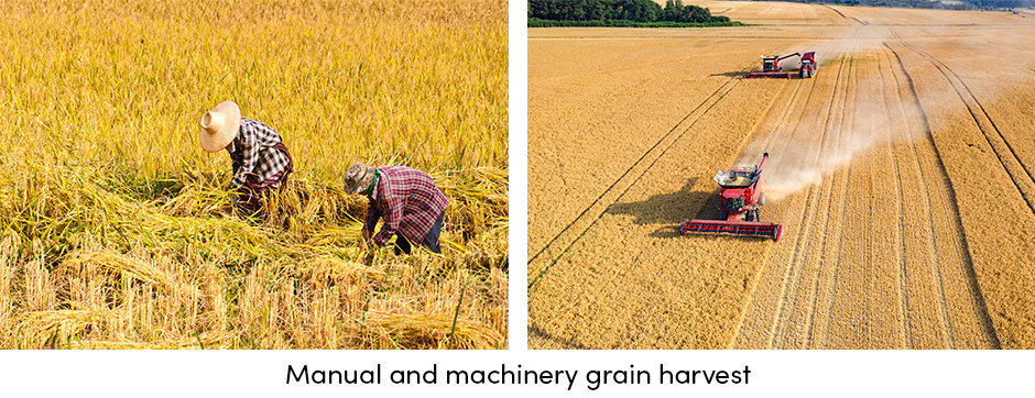 Grain Harvest