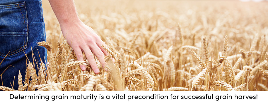 Grain Maturity