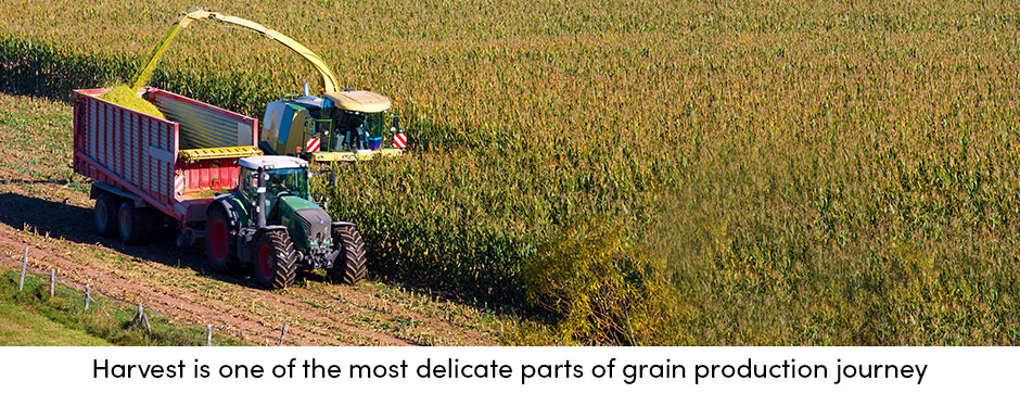 Harvest Grain