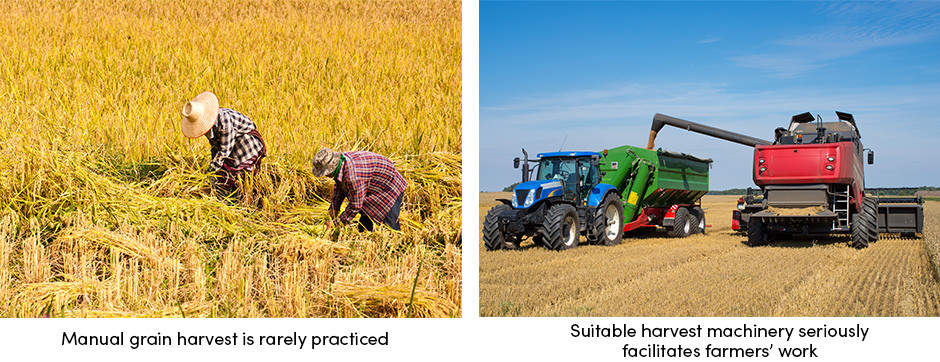 Manual Grain Harvest