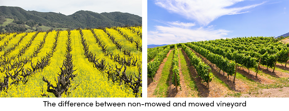 Mowed Vineyard