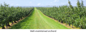 Orchard Well-Maintained