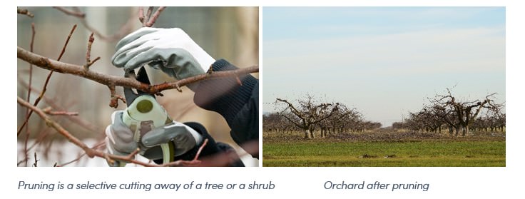 Pruning
