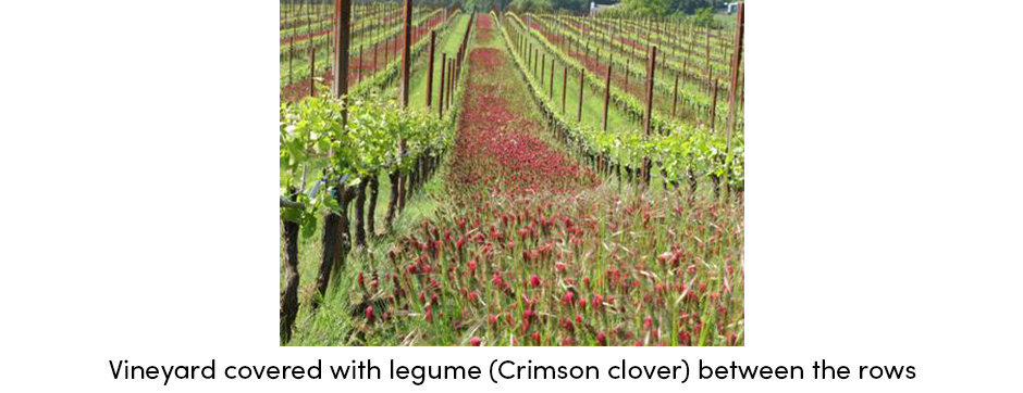 Vineyard with Legume