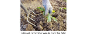 Weeds Removal