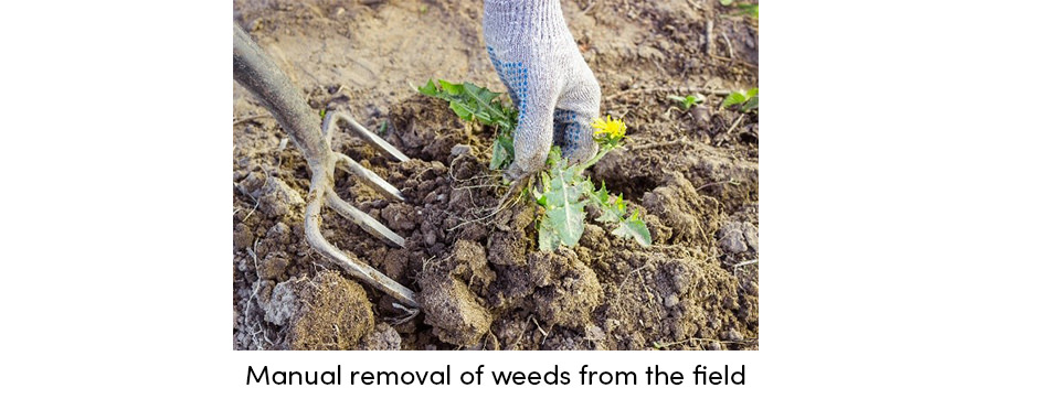 Weeds Removal