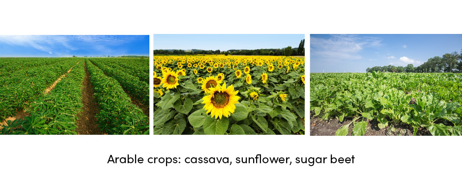 Arable Crops Cassava, Sunflower, Sugar beet