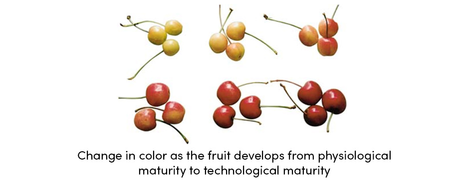 Fruit Develops