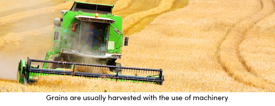 Grains harvested