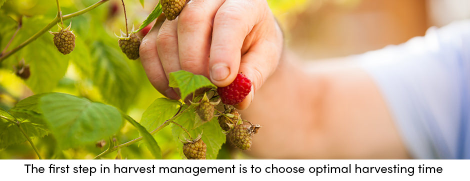 Harvest Management