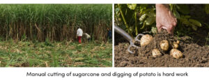 Manual Cutting Sugarcane