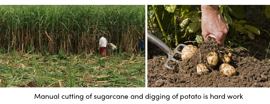 Manual Cutting Sugarcane