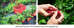 Manual Harvest