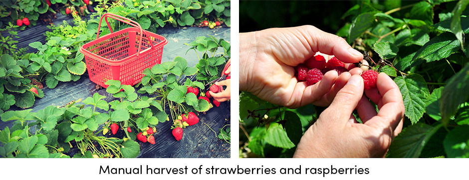 Manual Harvest