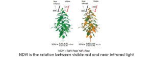 NDVI Relation