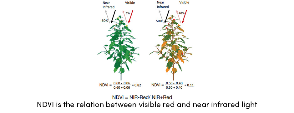 NDVI Relation