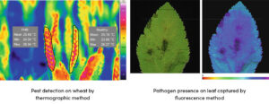 Pest Detection on Wheat