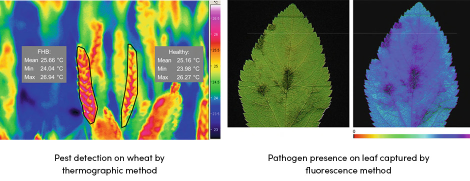 Pest Detection on Wheat