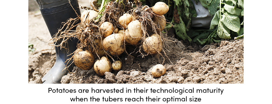 Potatoes harvested