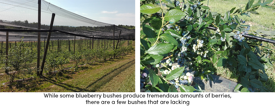 Blueberry
