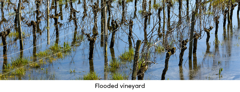 Flooded Vineyard