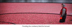 Flooding the Cranberry Field