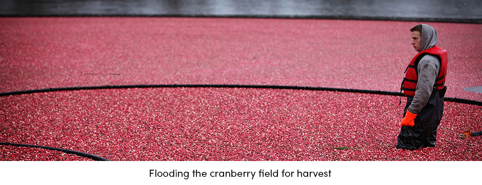 Flooding the Cranberry Field