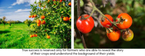 Orange Tomato