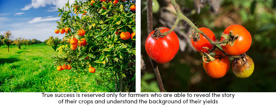 Orange Tomato