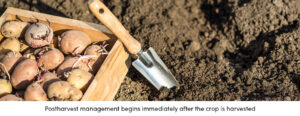 Postharvest Management