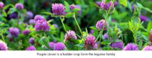Purple clover Fodder Crop