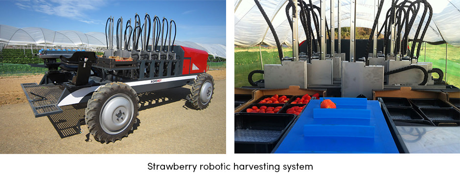 Strawberry Robotic Harvesting