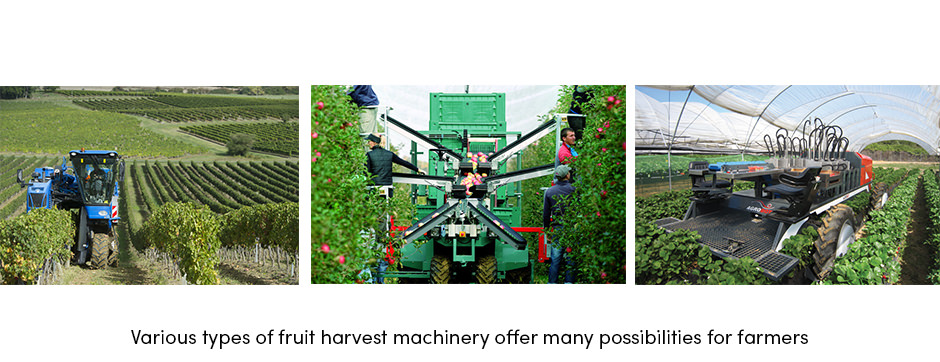 Various Types Fruit Harvest