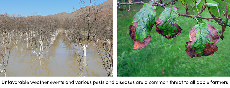 Apple Farming