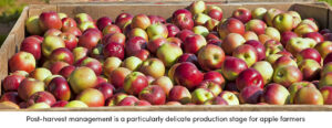 Apple Post-Harvest Management