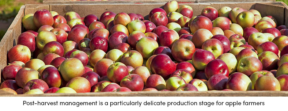 Apple Post-Harvest Management