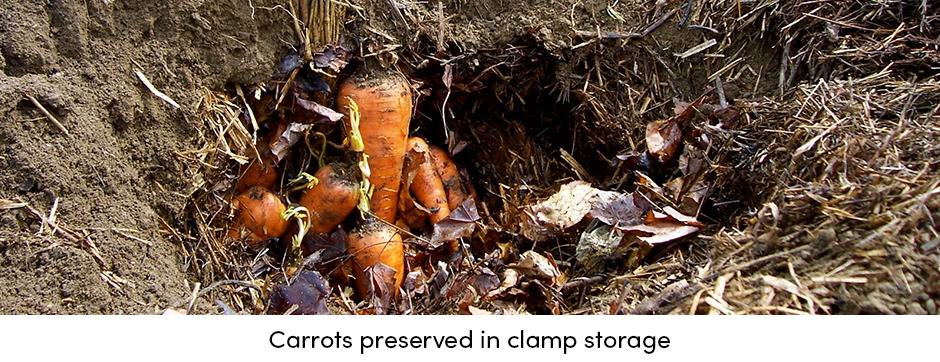 Carrot Clamp Storage