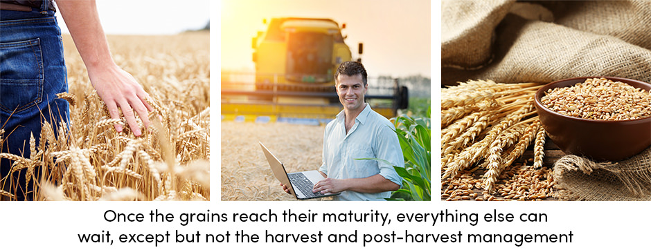 Grain Maturity