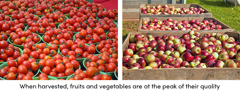 Harvested Tomato and Apples