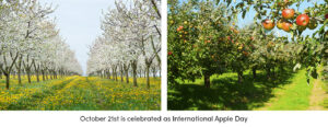 International Apple Day