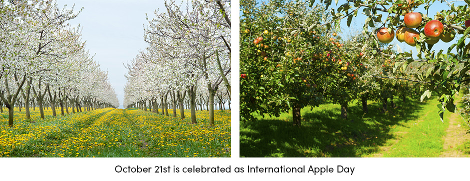 International Apple Day