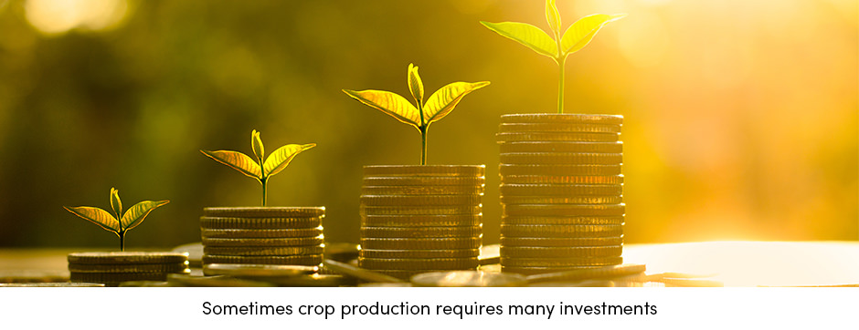 Crop Production Investment