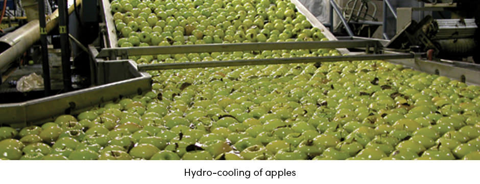 Hydro-Cooling Apples
