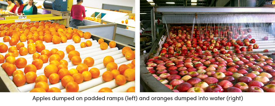 Packing Apples Oranges