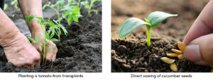 Planting