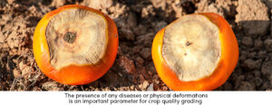 Quality Gardening Food Diseases